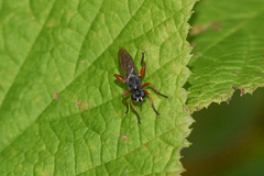 Laphria sadales