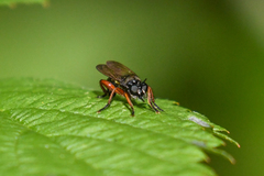 Laphria sadales