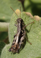 Melanoplus rileyanus