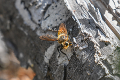 Laphria vultur