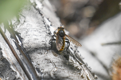 Laphria vultur