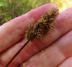 Carex densa