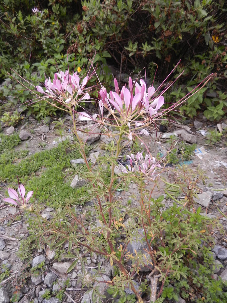 Cleome boliviensis