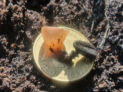 Ciborinia camelliae