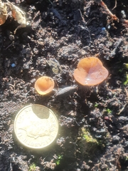 Ciborinia camelliae