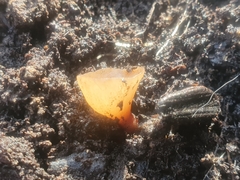 Ciborinia camelliae