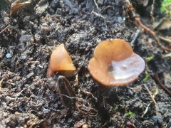 Ciborinia camelliae