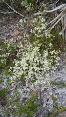 Polygonella polygama brachystachya