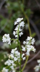 Polygonella polygama brachystachya