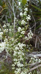 Polygonella polygama brachystachya