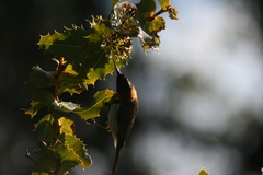 Acanthorhynchus superciliosus