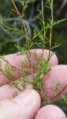 Polygonella polygama brachystachya