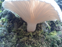 Pleurotus dryinus