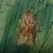 White-lined Leafroller Moth - Photo (c) kestrel360, some rights reserved (CC BY-NC-ND)