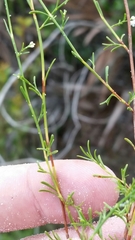 Polygonella polygama brachystachya