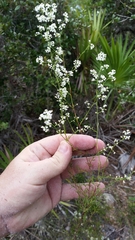 Polygonella polygama brachystachya
