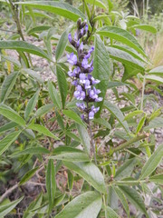 Otholobium pubescens