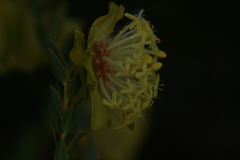 Pimelea suaveolens
