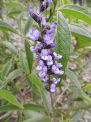 Otholobium pubescens