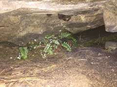 Asplenium flabellifolium