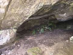 Asplenium flabellifolium