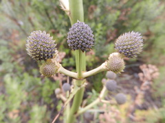 Eryngium paniculatum