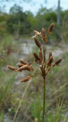 Fimbristylis caroliniana