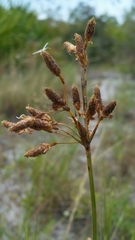 Fimbristylis caroliniana