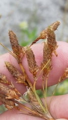 Fimbristylis caroliniana