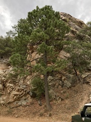Pinus arizonica