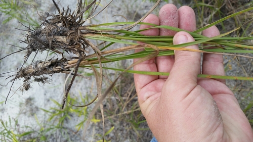Image of Fimbristylis caroliniana by (c) Jay Horn, some rights reserved (CC BY)