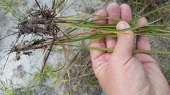 Fimbristylis caroliniana