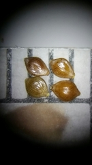 Fimbristylis caroliniana