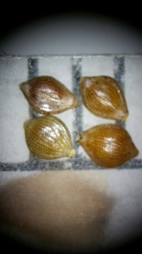 Image of Fimbristylis caroliniana by (c) Jay Horn, some rights reserved (CC BY)