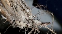 Fimbristylis caroliniana