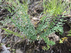 Pellaea ternifolia brandegeei