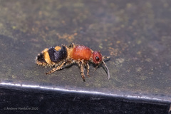 Odontomutilla uranioides