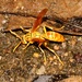 Yellow Oriental Paper Wasp - Photo (c) sk2, some rights reserved (CC BY-NC), uploaded by sk2