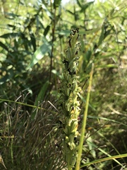 Platanthera aquilonis