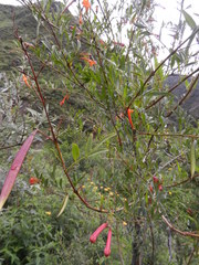 Tecoma fulva garrocha