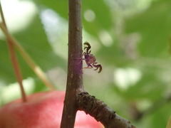 Rhagoletis pomonella