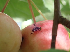 Rhagoletis pomonella