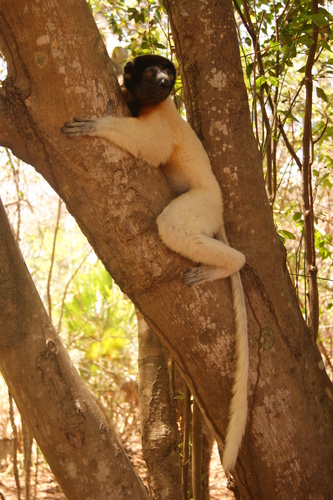 Crowned Sifaka