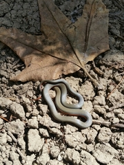 Diadophis punctatus vandenburgii