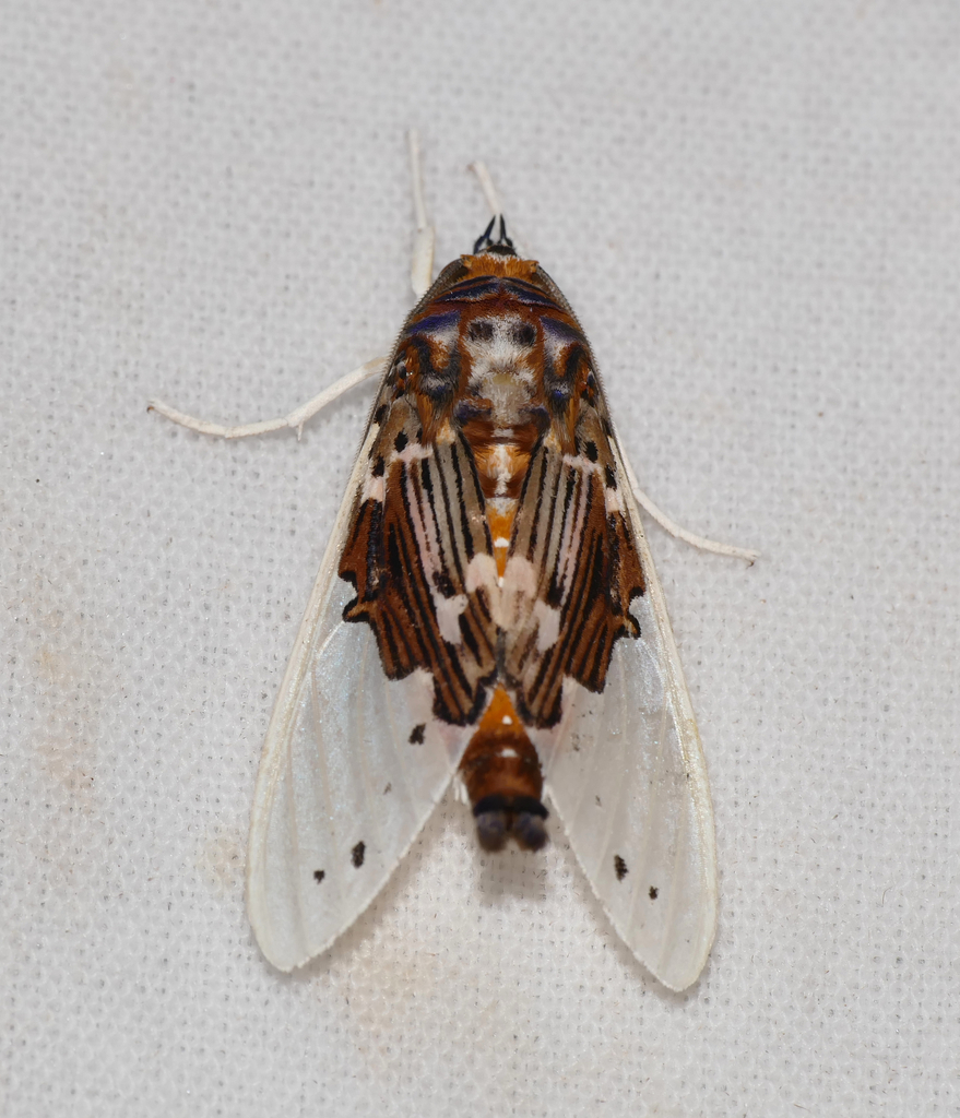 Idalus vitrea