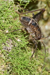 Pleioplectron hudsoni