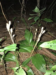 Liparis liliifolia