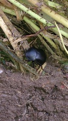 Ablattaria laevigata