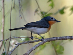 Myiagra ruficollis