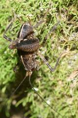 Pleioplectron hudsoni